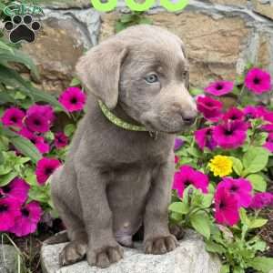 Joe, Silver Labrador Retriever Puppy